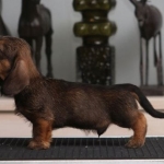 6 vkoa / 6 weeks