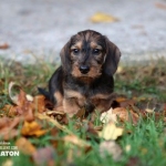 Arto