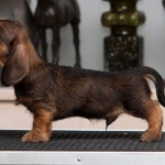 9 vkoa / 9 weeks
