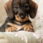 aaune-8-vkoa-IMG_2120