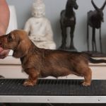 5 vkoa / 5 weeks