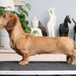 ahippu-7-kk-IMG_3251