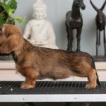 7 vkoa / 7 weeks