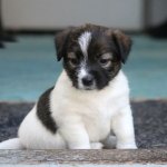 puppy