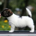 puppy