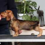 Lola