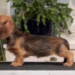 11 vkoa / 11 weeks