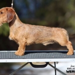 7,5 kk /  7,5 months