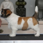 6 vkoa / 6 weeks