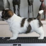 5 vkoa / 5 weeks